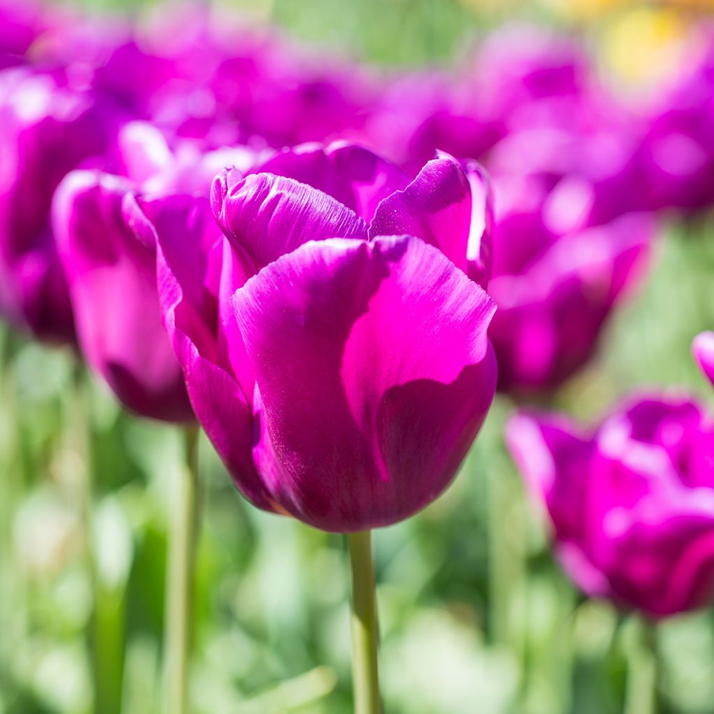 Tulipe Triumph Passionale - Triumphtulp