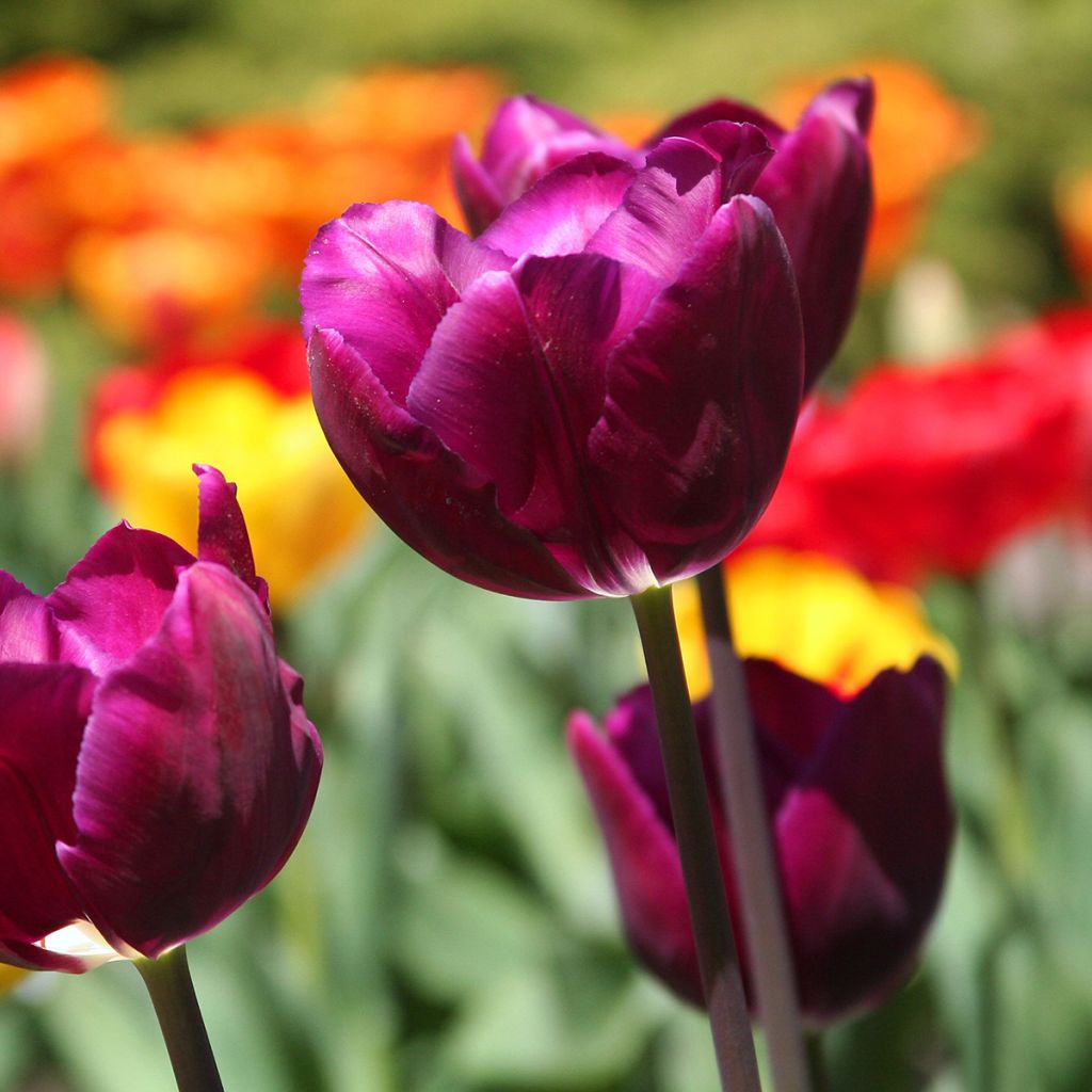 Tulipe Triumph Passionale - Triumphtulp