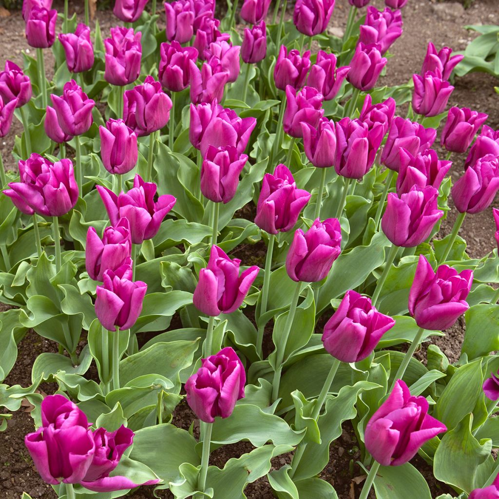 Tulipe Triumph Passionale - Triumphtulp
