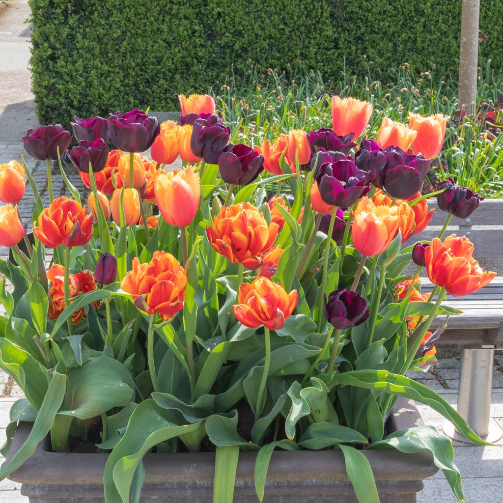 Tulipa Triumph Paul Scherer - Triumphtulp