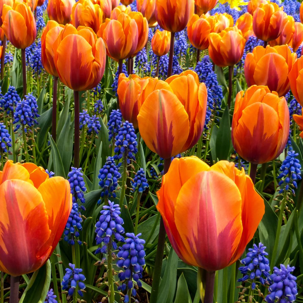 Tulipe Triumph Prinses Irene - Triumphtulp