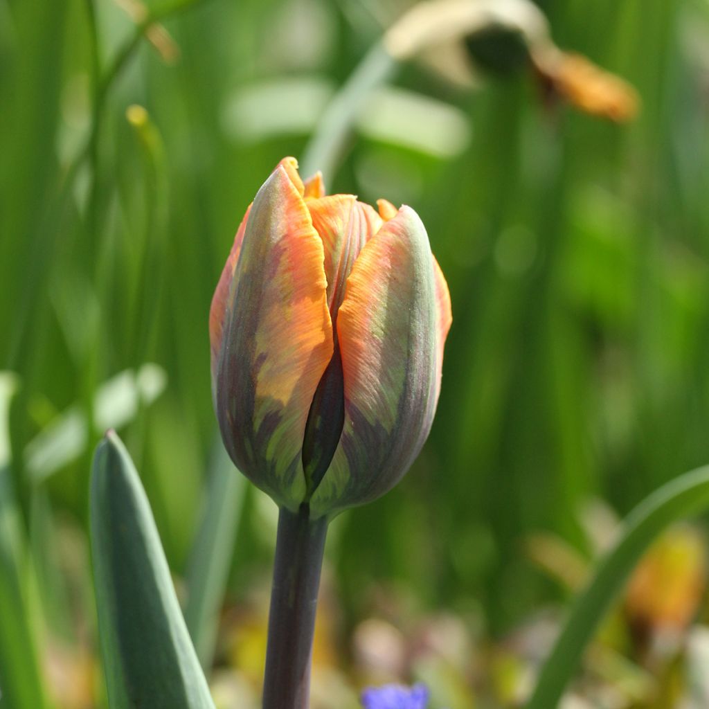 Tulipe Triumph Prinses Irene - Triumphtulp