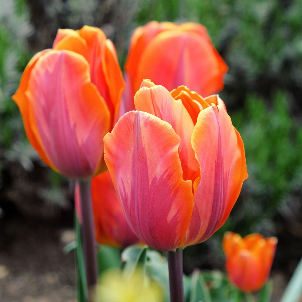 Tulipe Triumph Prinses Irene - Triumphtulp