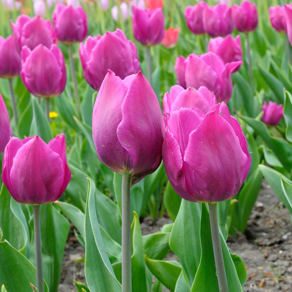 Tulipa Triumph Purple Flag - Triumphtulp