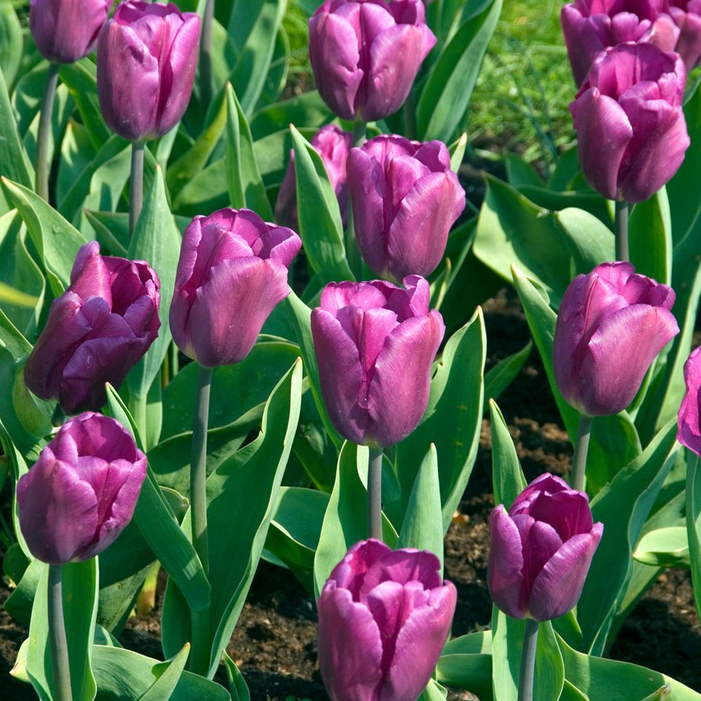 Tulipa Triumph Purple Flag - Triumphtulp