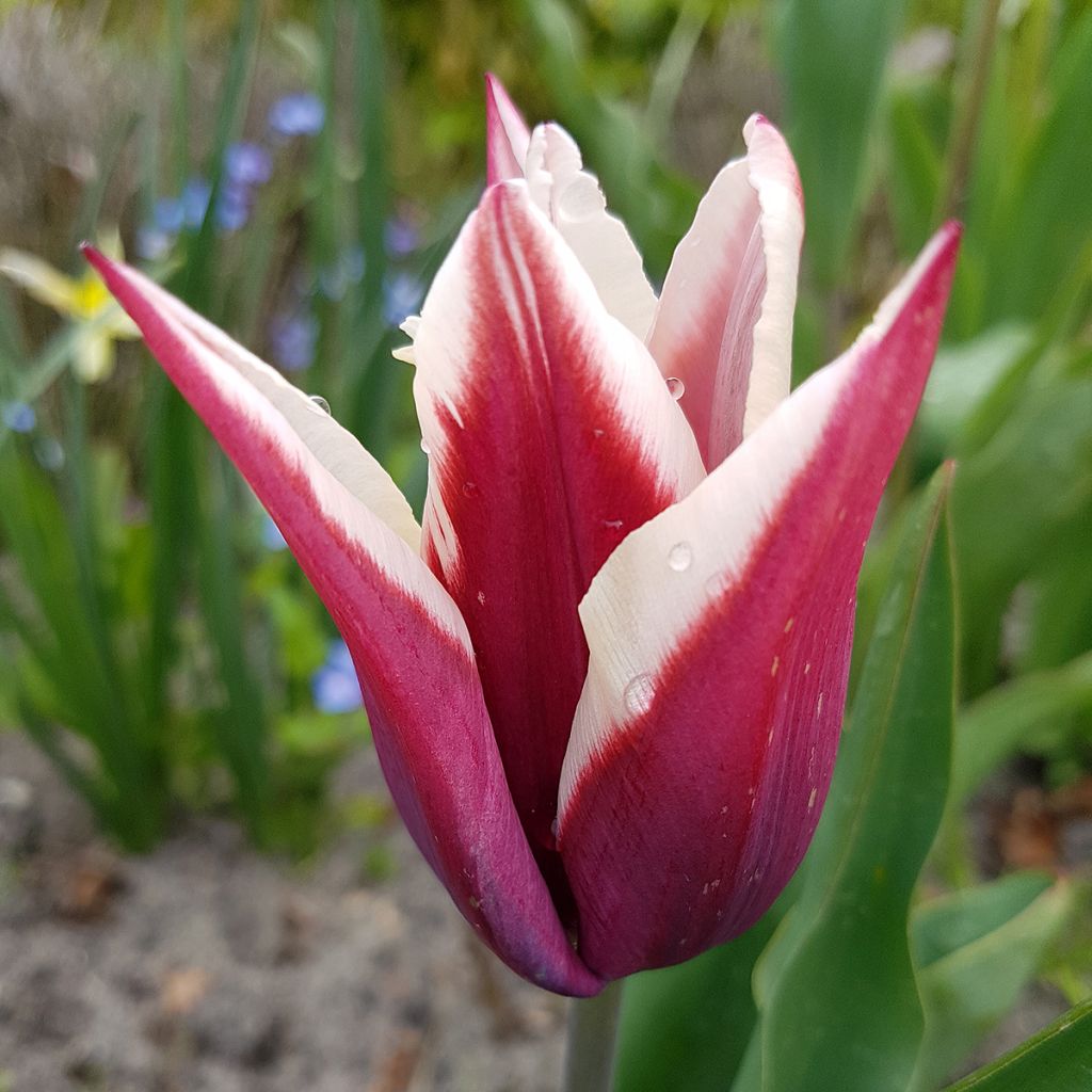 Tulipa Triumph Rajka - Triumphtulp