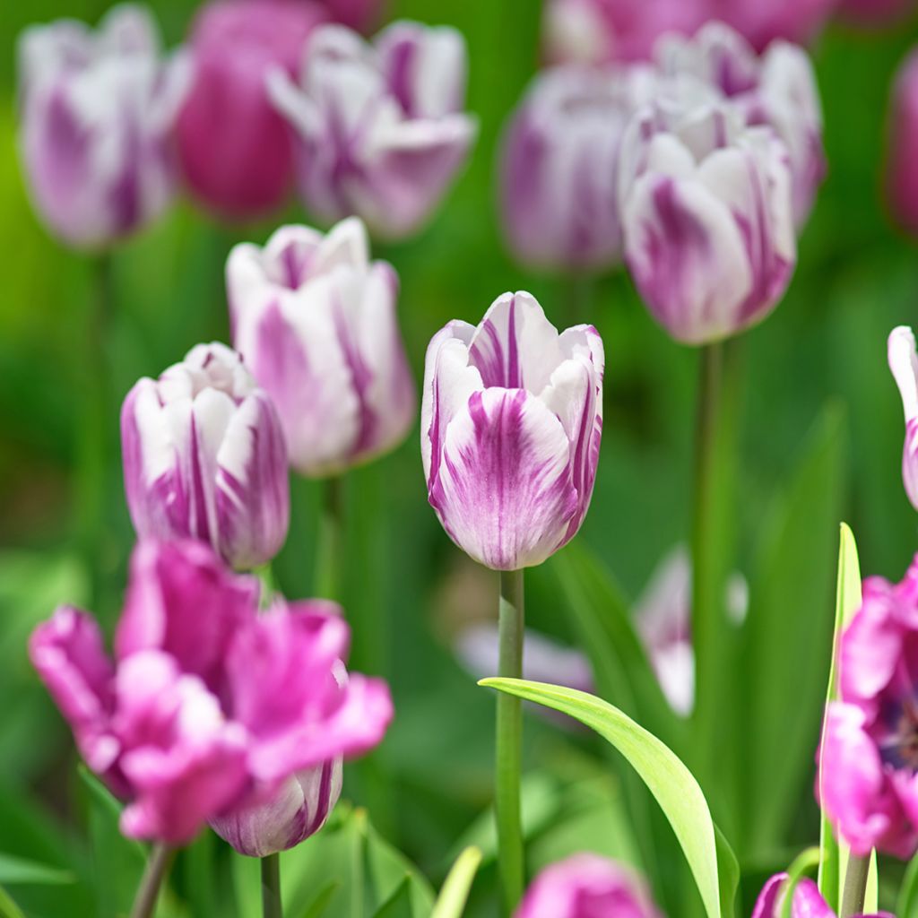 Tulipa Triumph Rems Favourite - Triumphtulp