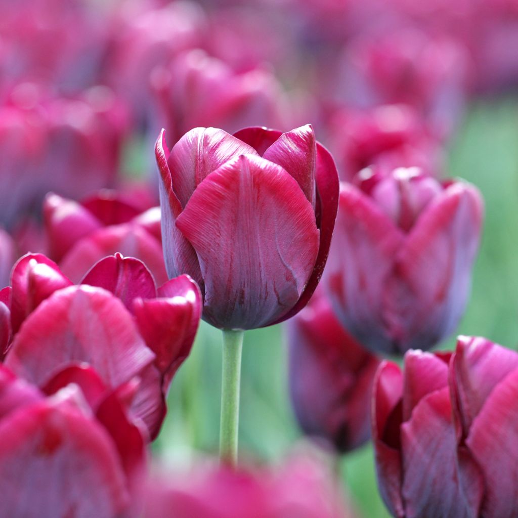 Tulipa Triumph Ronaldo - Triumphtulp
