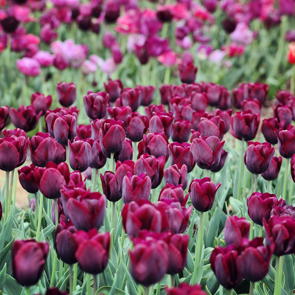 Tulipa Triumph Ronaldo - Triumphtulp