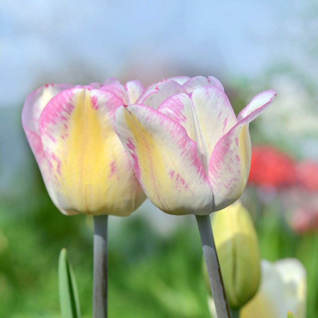 Tulipa Triumph Shirley - Triumphtulp