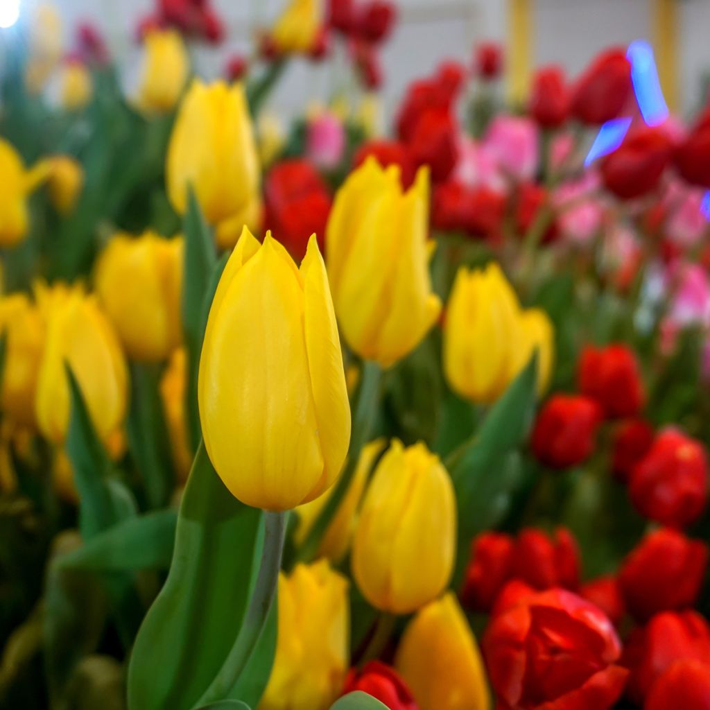 Tulipa Triumph Strong Gold  - Triumphtulp