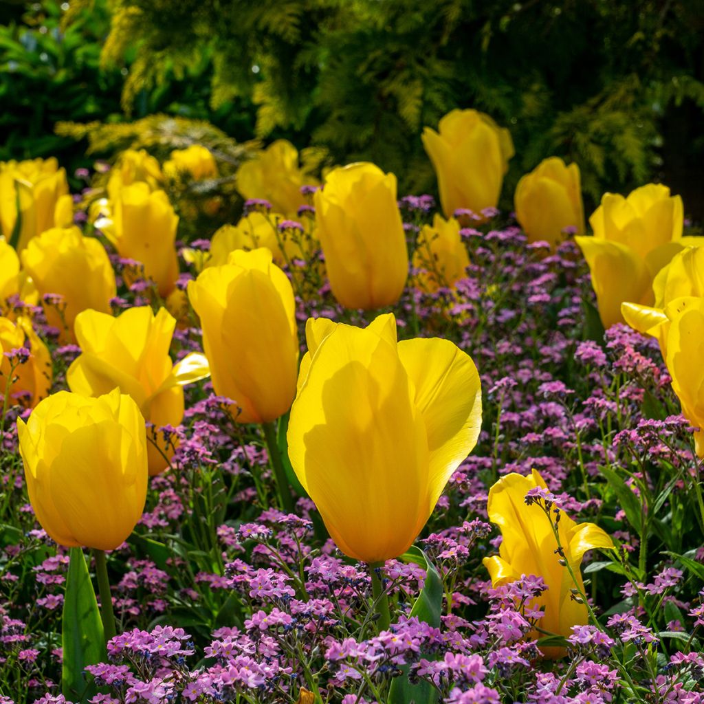 Tulipa Triumph Strong Gold  - Triumphtulp