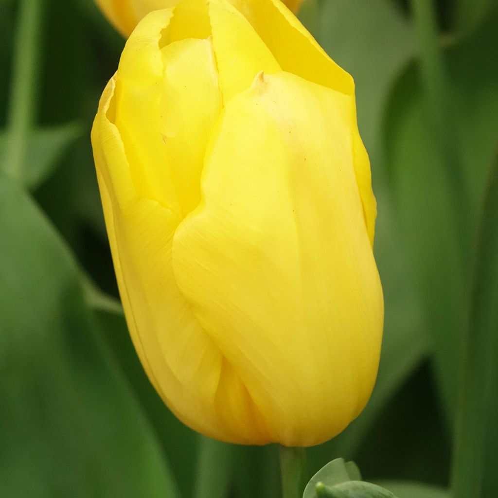 Tulipa Triumph Strong Gold  - Triumphtulp