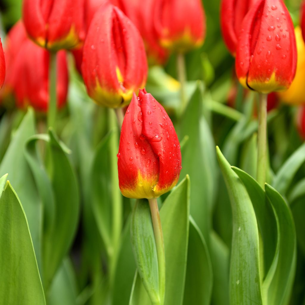 Tulipa Triumph Strong Love - Triumphtulp