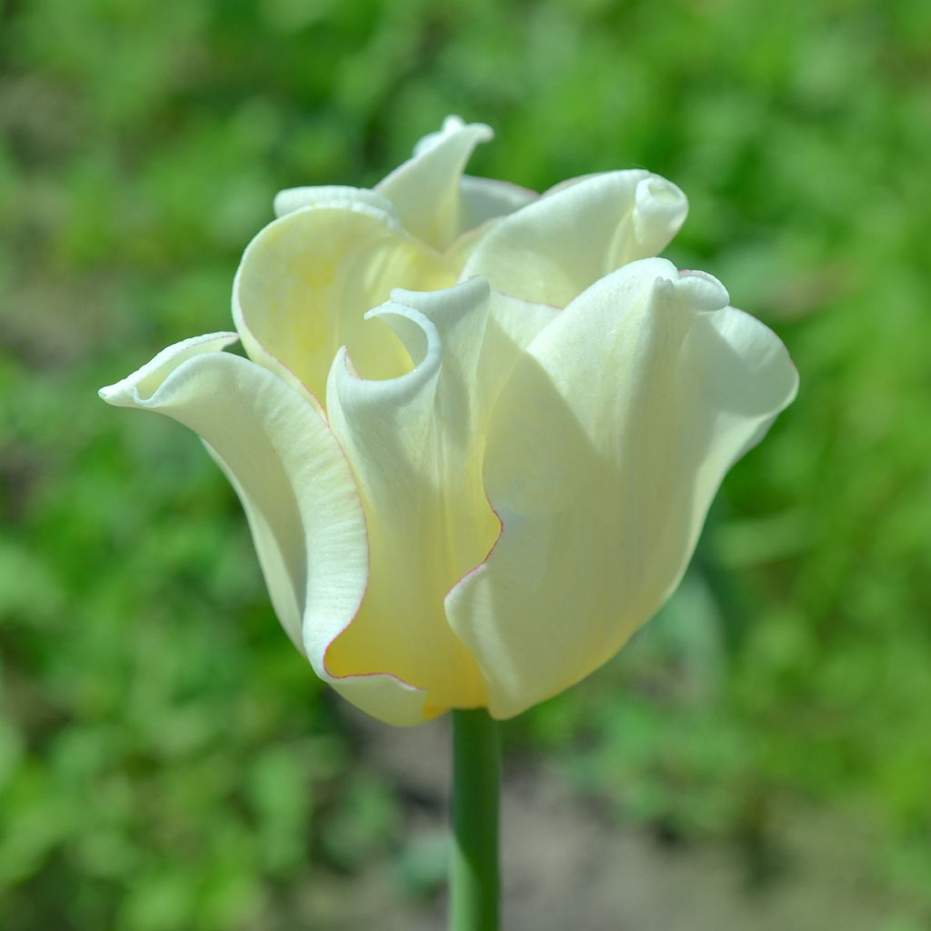 Tulipe Triumph White Liberstar - Triumphtulp