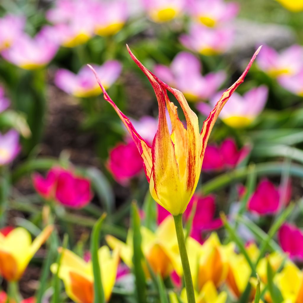 Tulipa acuminata - botanische tulp