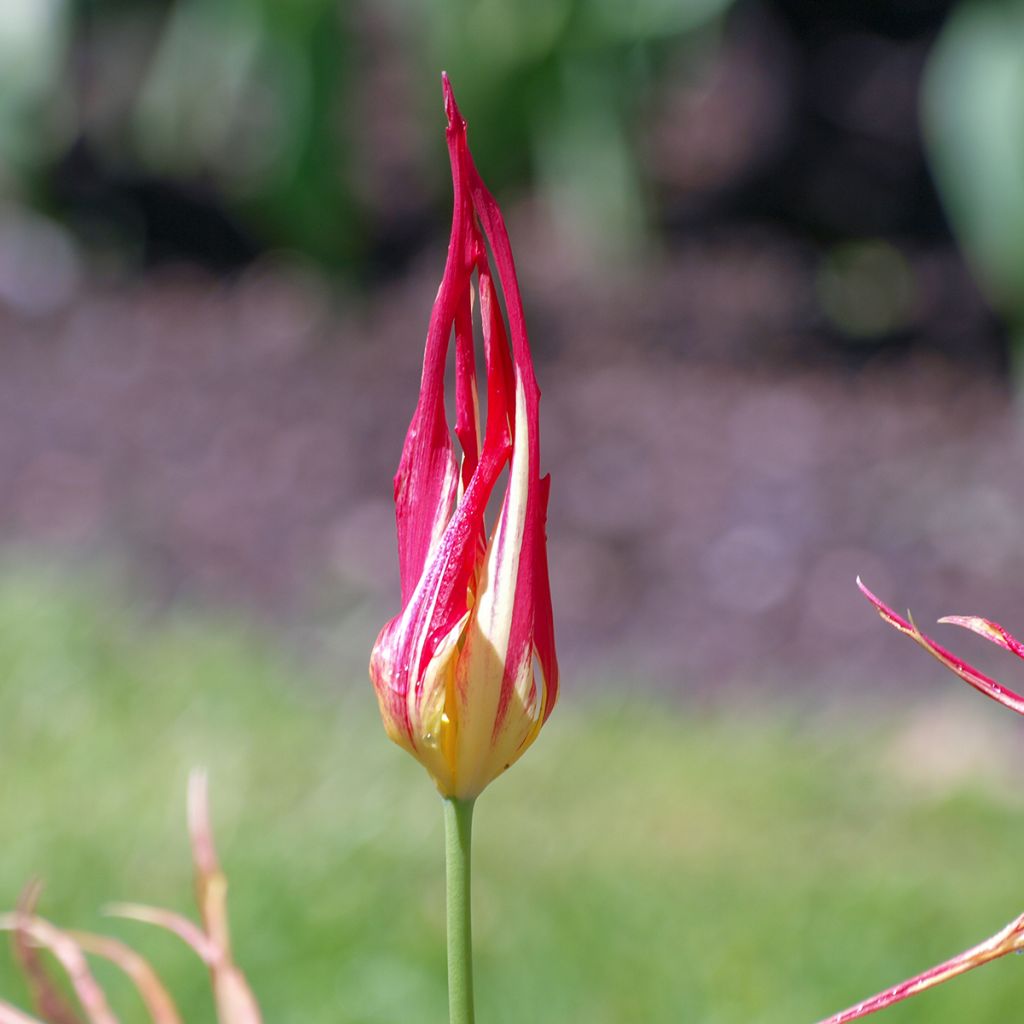 Tulipa acuminata - botanische tulp