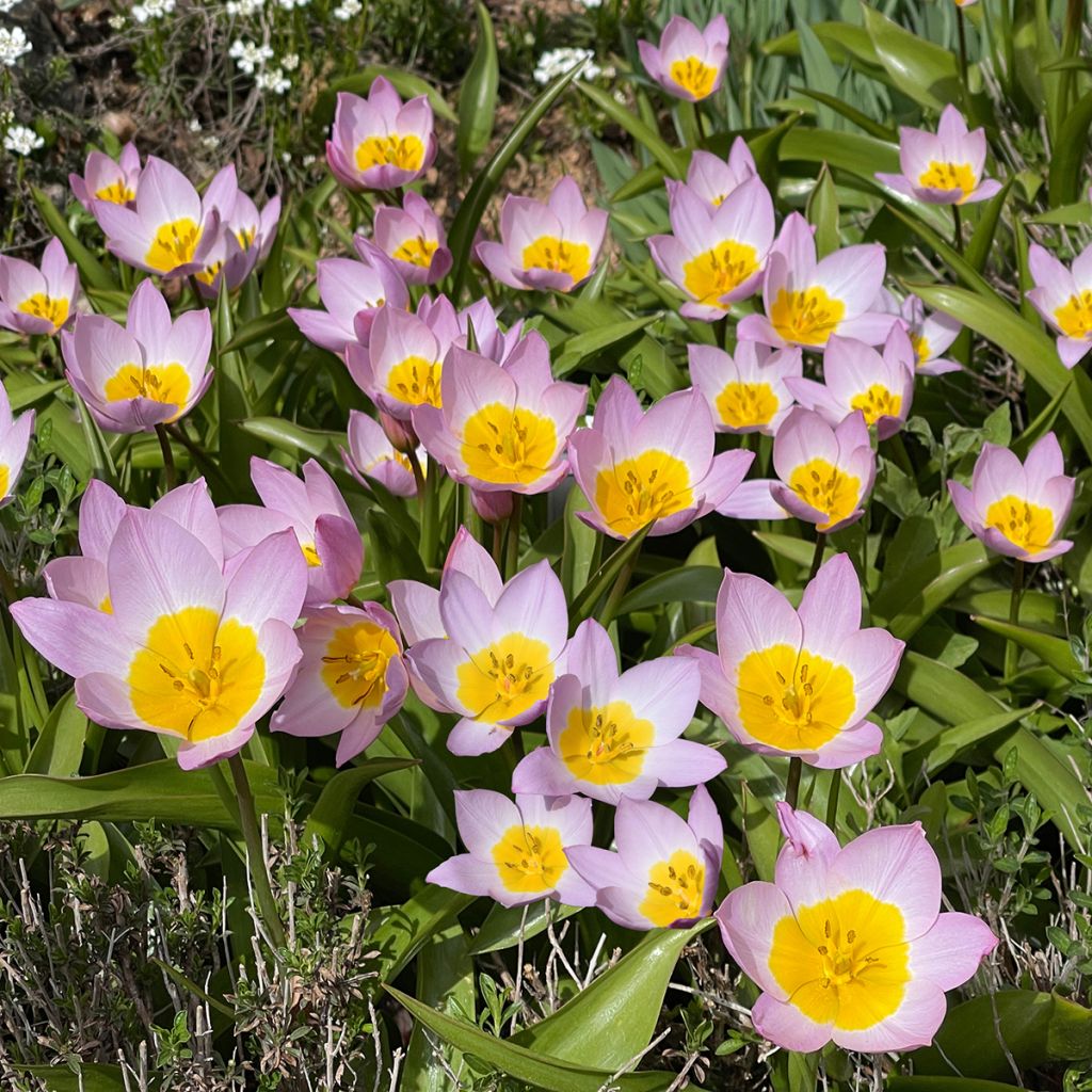 Tulipa bakeri Lilac Wonder - botanische tulp