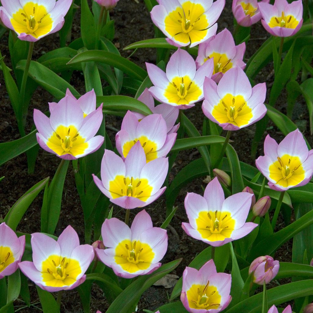 Tulipa bakeri Lilac Wonder - botanische tulp