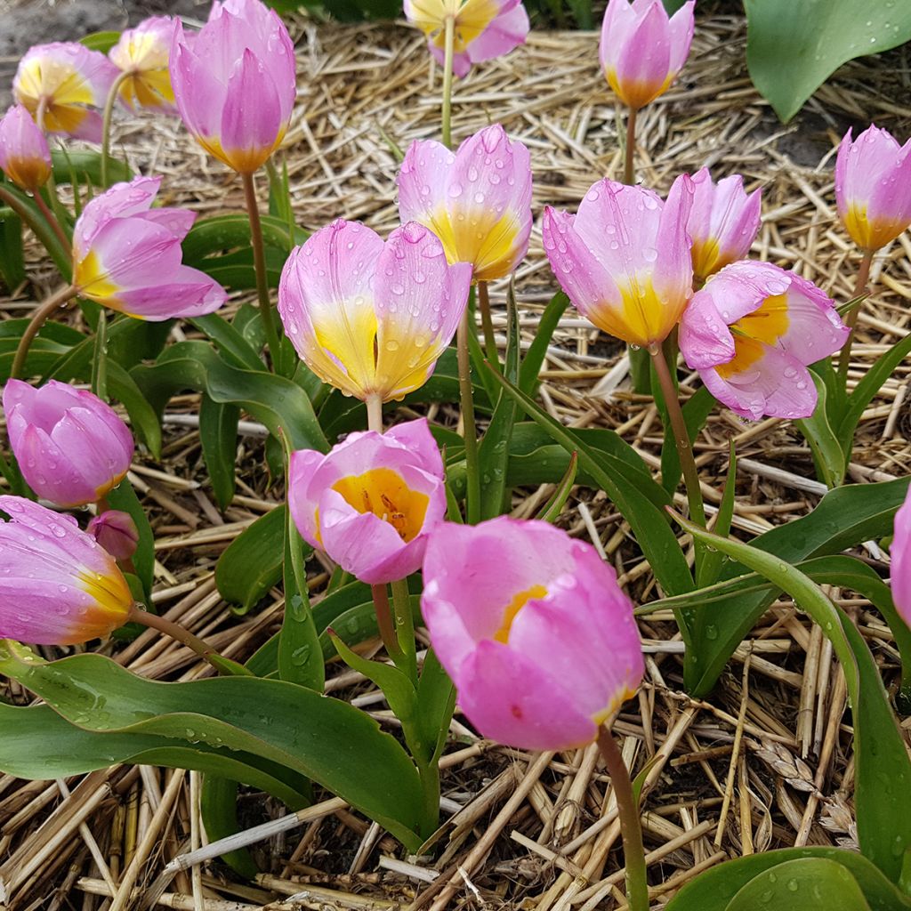 Tulipa bakeri Lilac Wonder - botanische tulp