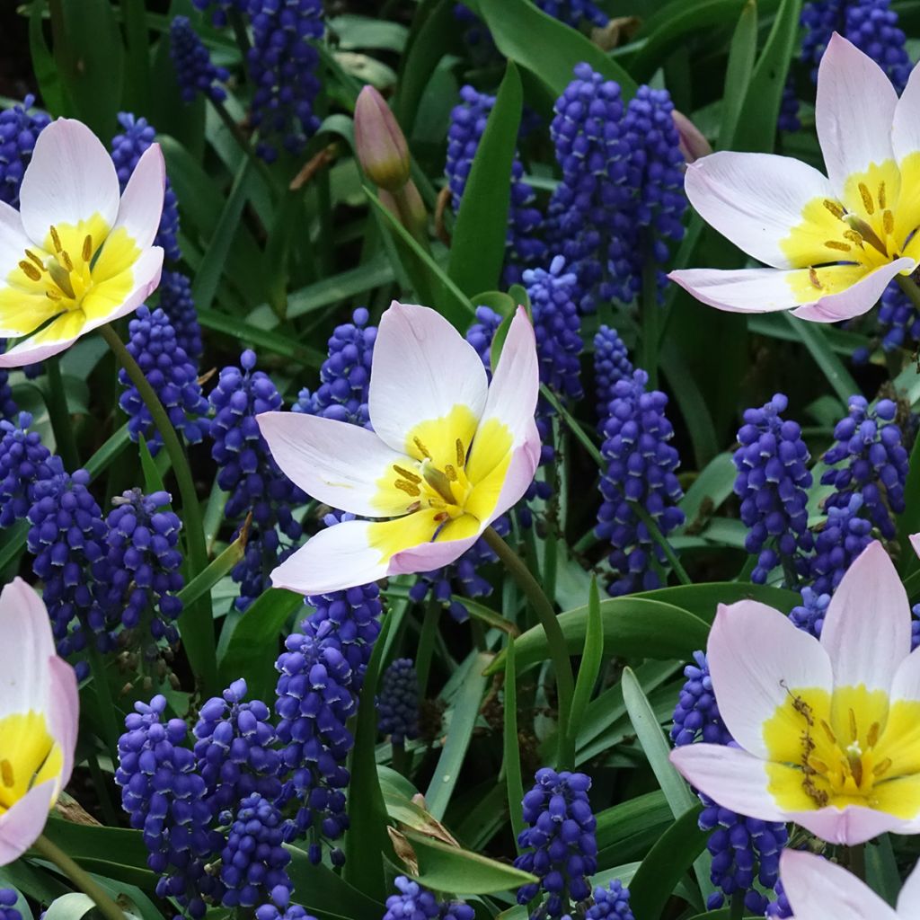 Tulipa bakeri Lilac Wonder - botanische tulp