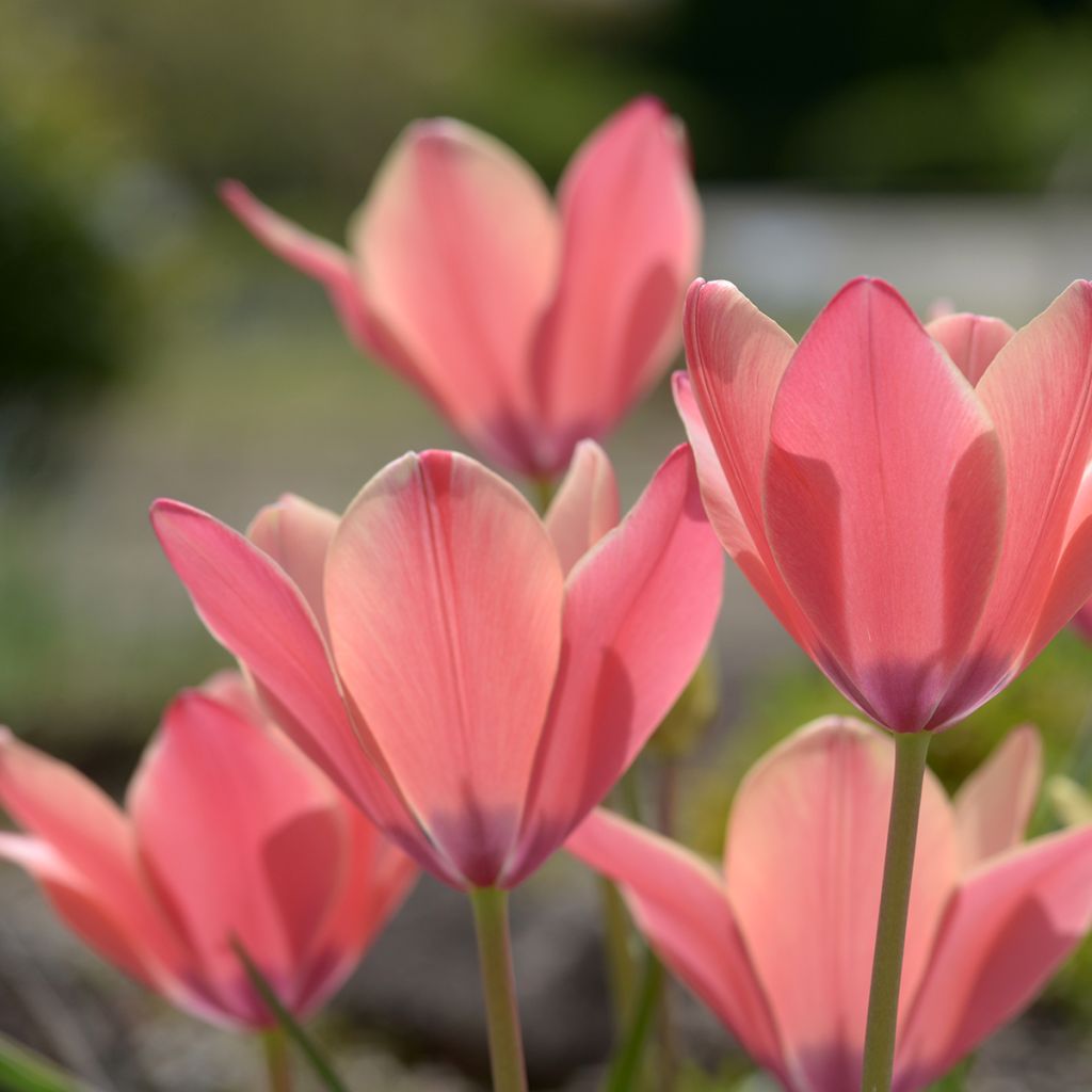 Tulipa clusiana Annika - botanische tulp