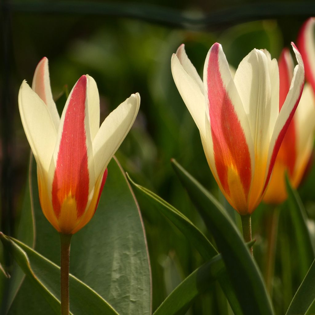 Tulipa clusiana Cynthia - botanische tulp