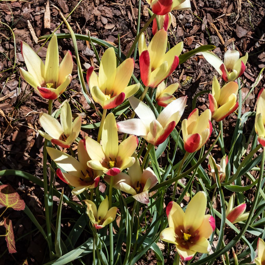 Tulipa clusiana Cynthia - botanische tulp