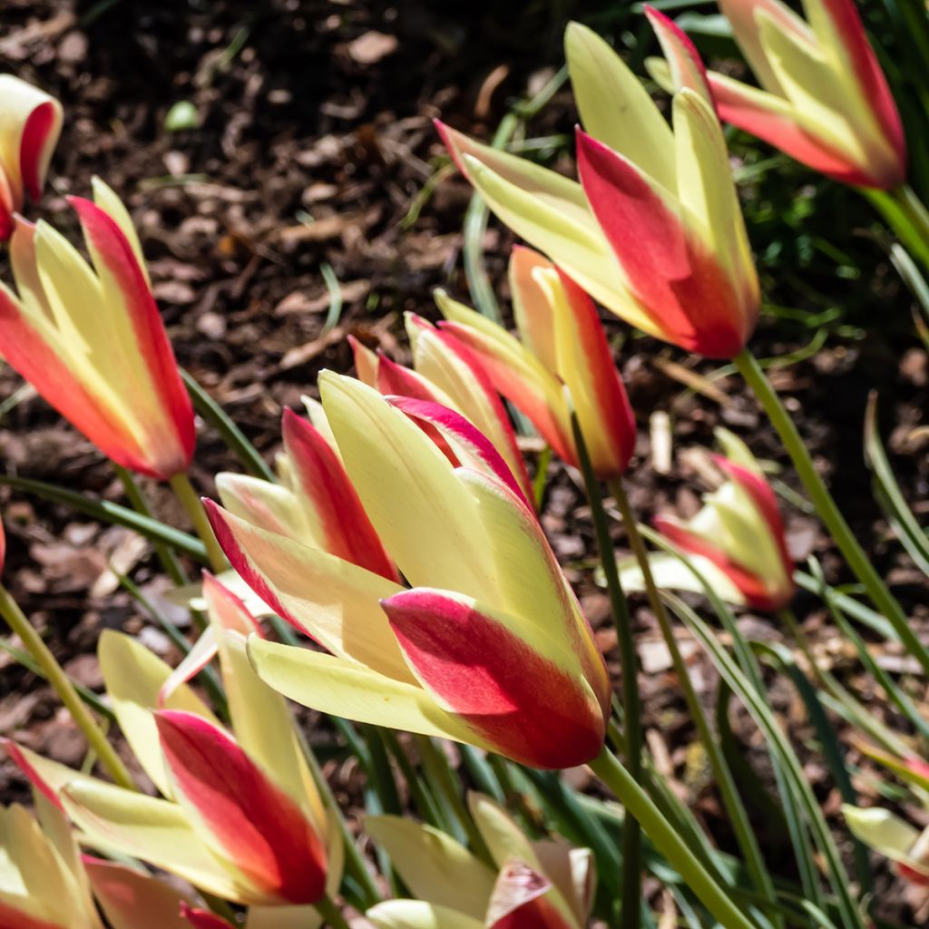 Tulipa clusiana Cynthia - botanische tulp