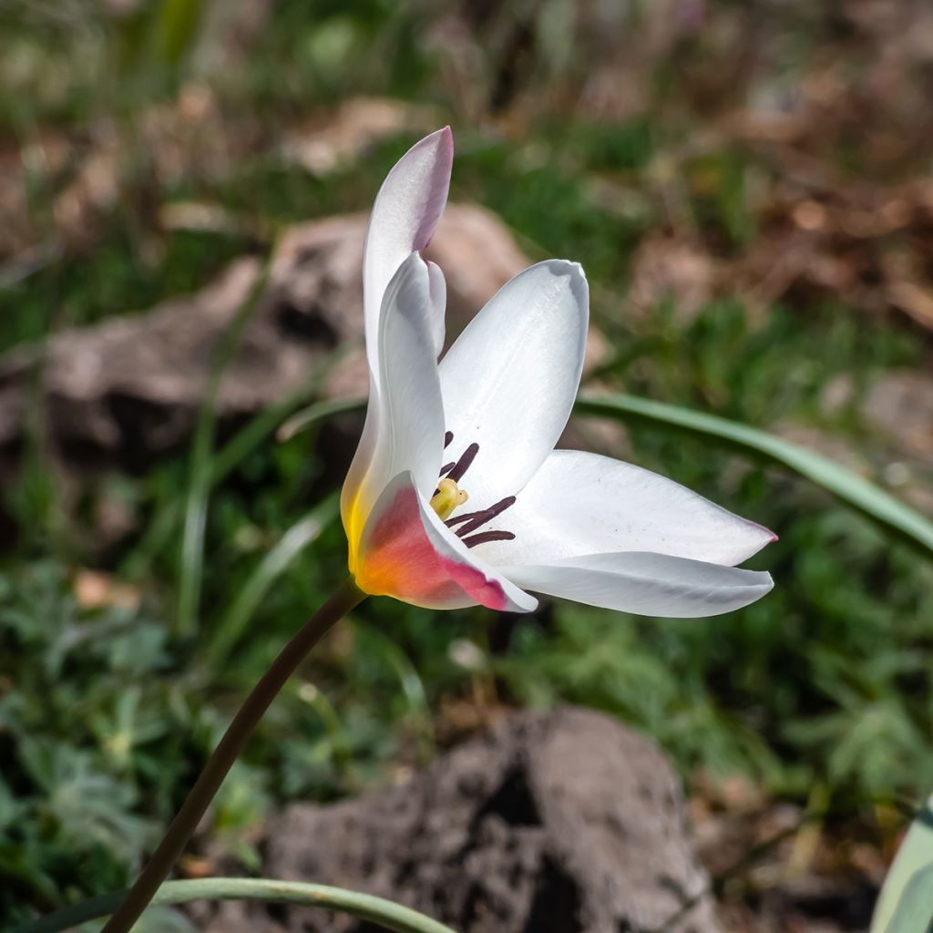 Tulipa clusiana Lady Jane - botanische tulp