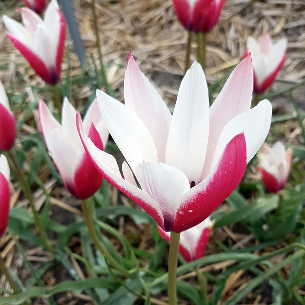 Tulipa clusiana Peppermint Stick - botanische tulp