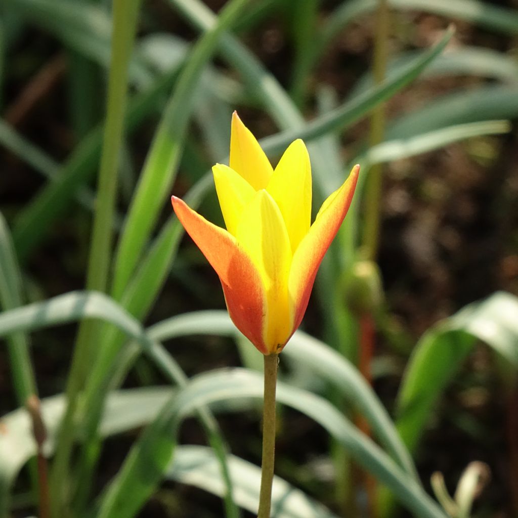 Tulipa clusiana var. chrysantha Tubergen Gem - botanische tulp