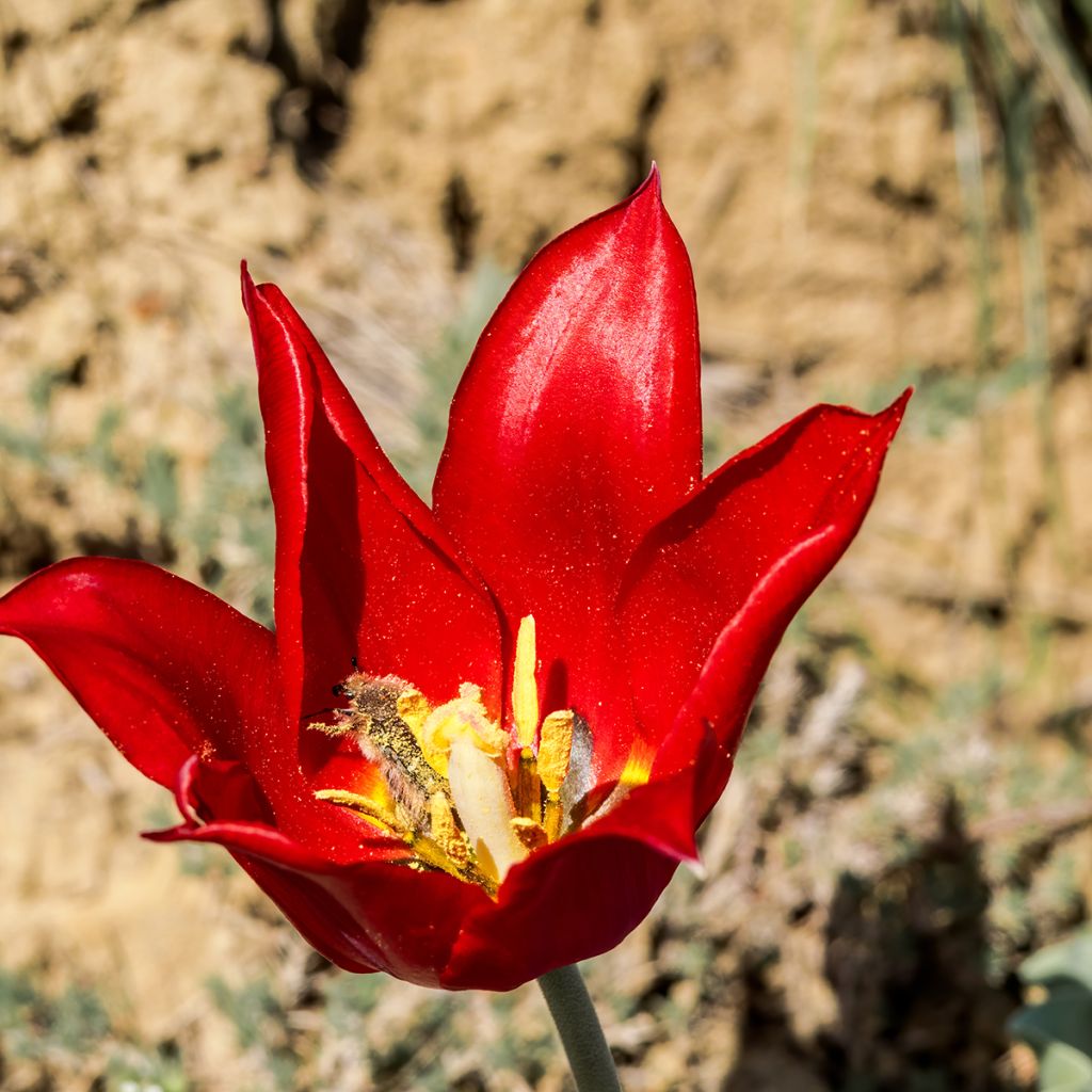 Tulipa eichleri - Botanische tulp