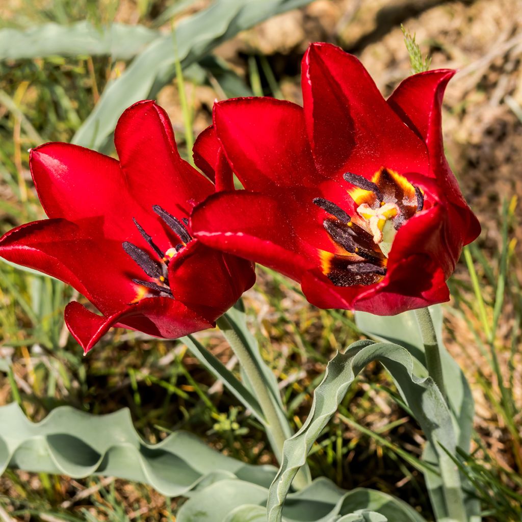 Tulipa eichleri - Botanische tulp
