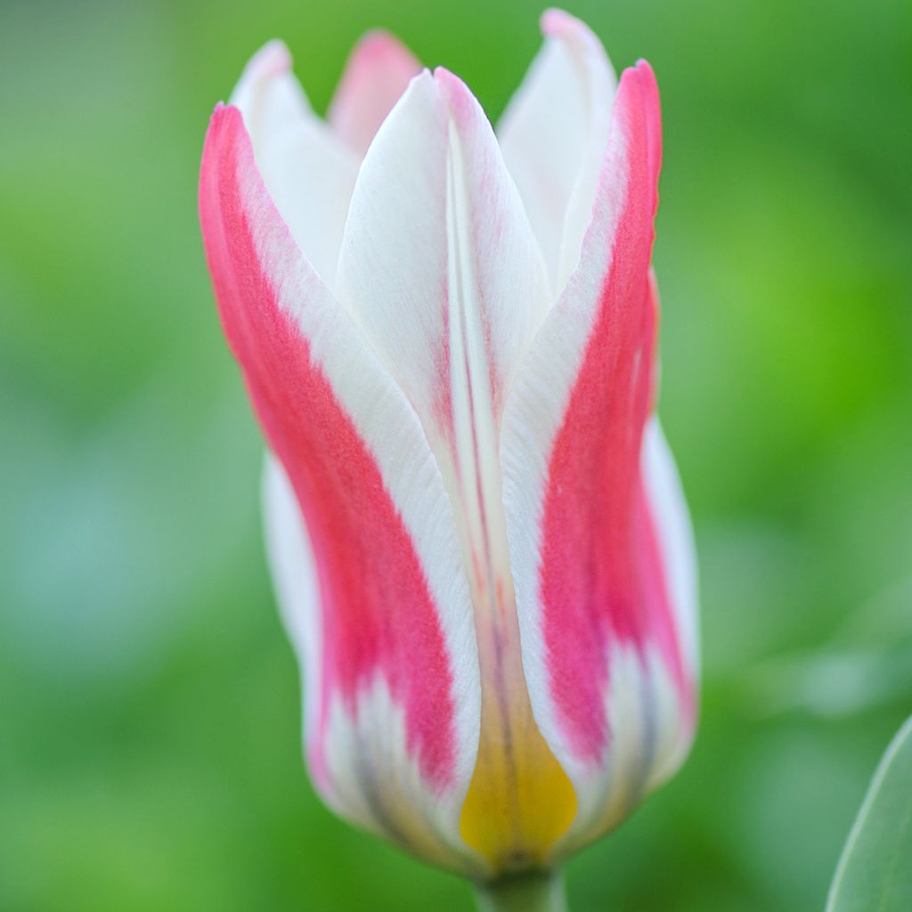Tulipa greigii Mary Ann - Greigii‑tulp