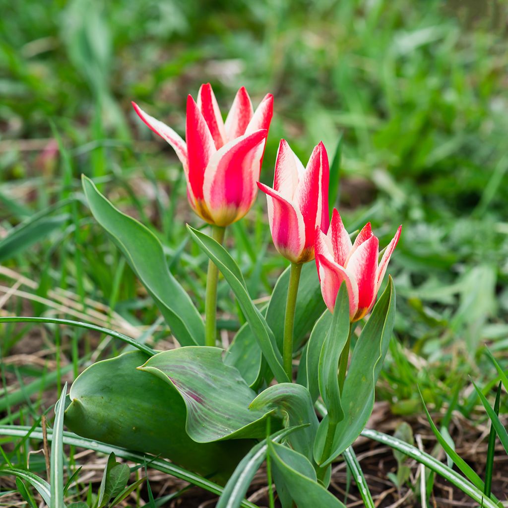 Tulipa greigii Pinocchio - Greigii‑tulp