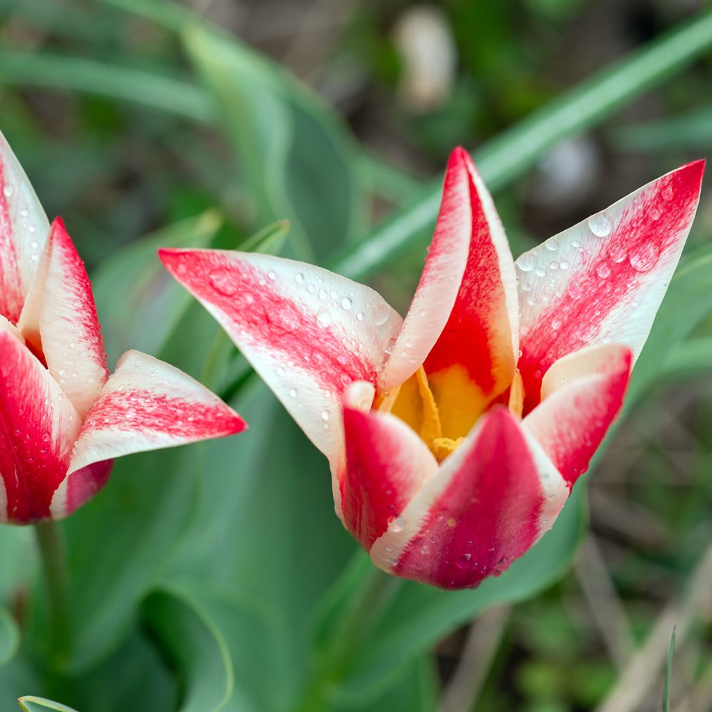 Tulipa greigii Pinocchio - Greigii‑tulp