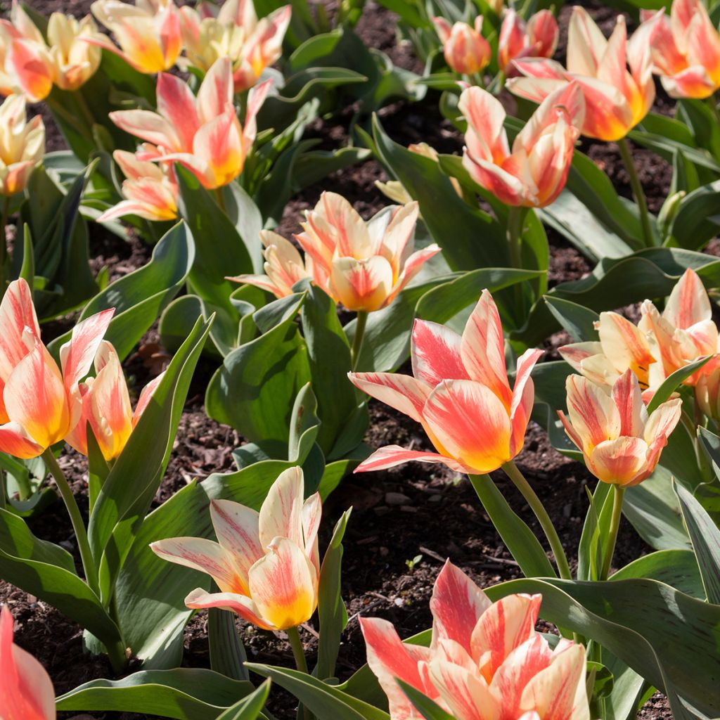 Tulipa greigii Pinocchio - Greigii‑tulp