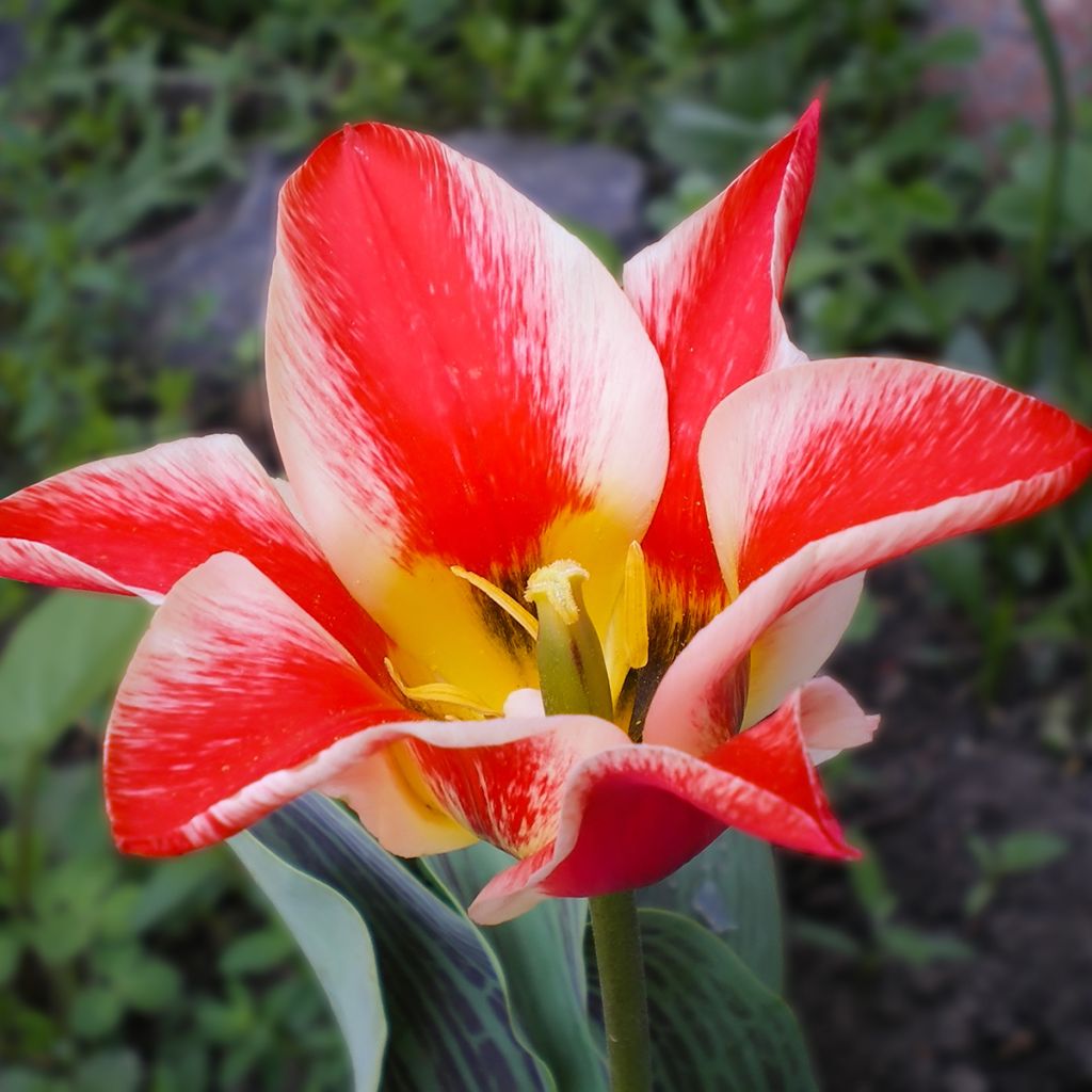Tulipa greigii Pinocchio - Greigii‑tulp