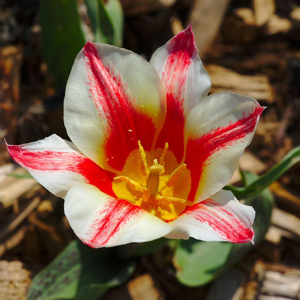 Tulipa greigii Pinocchio - Greigii‑tulp