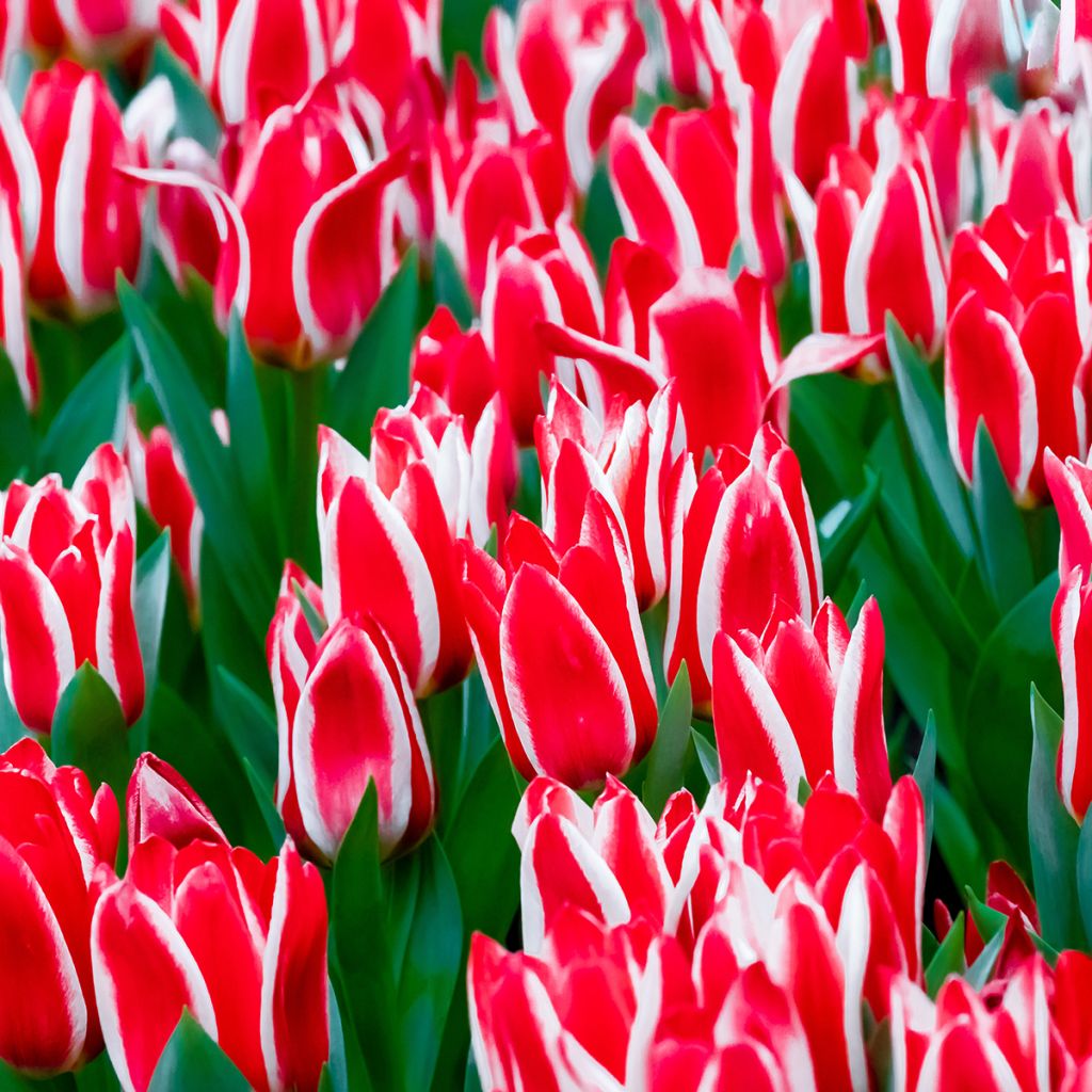 Tulipa greigii Plaisir - Greigii‑tulp