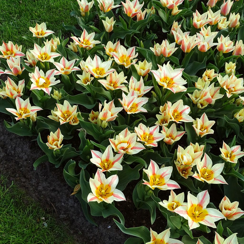 Tulipa greigii Quebec - Greigii‑tulp
