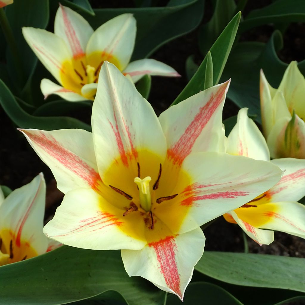 Tulipa greigii Quebec - Greigii‑tulp