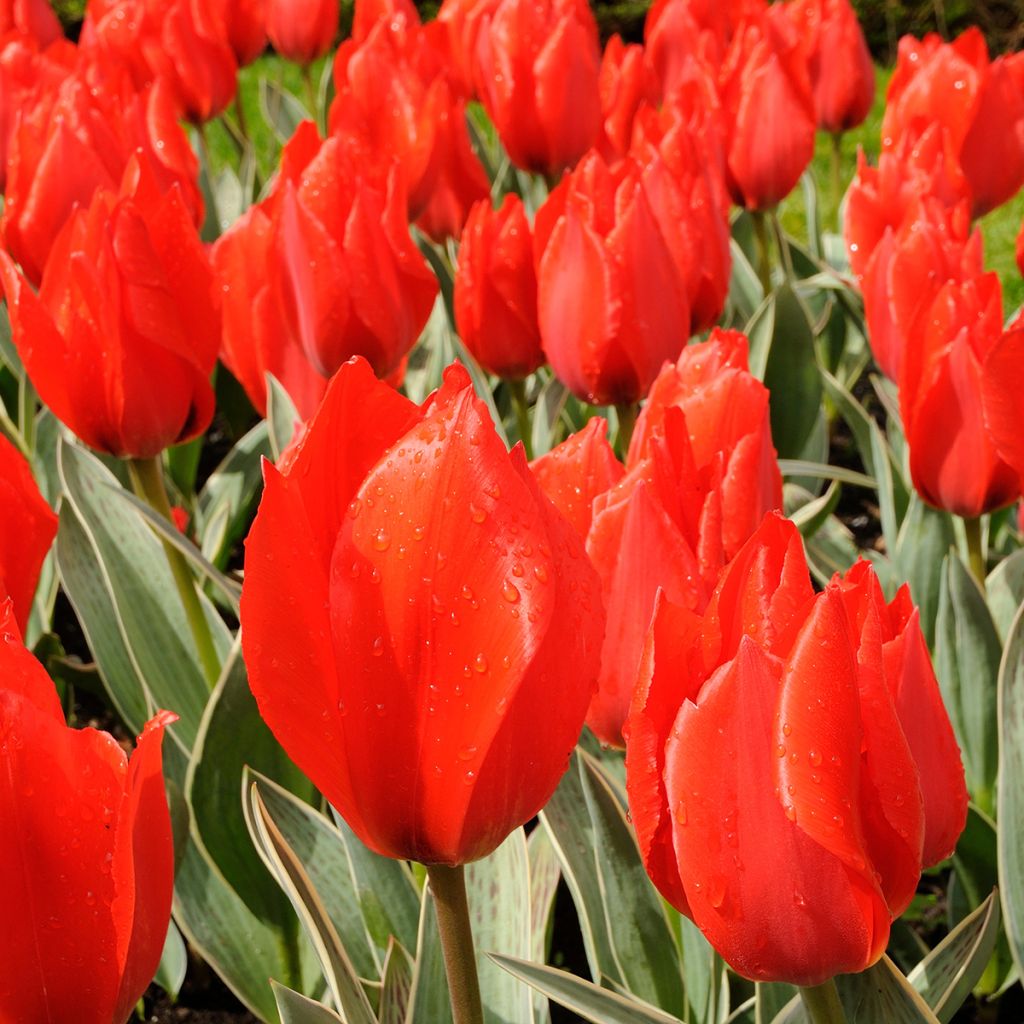 Tulipa greigii Rob Verlinden - Greigii-tulp