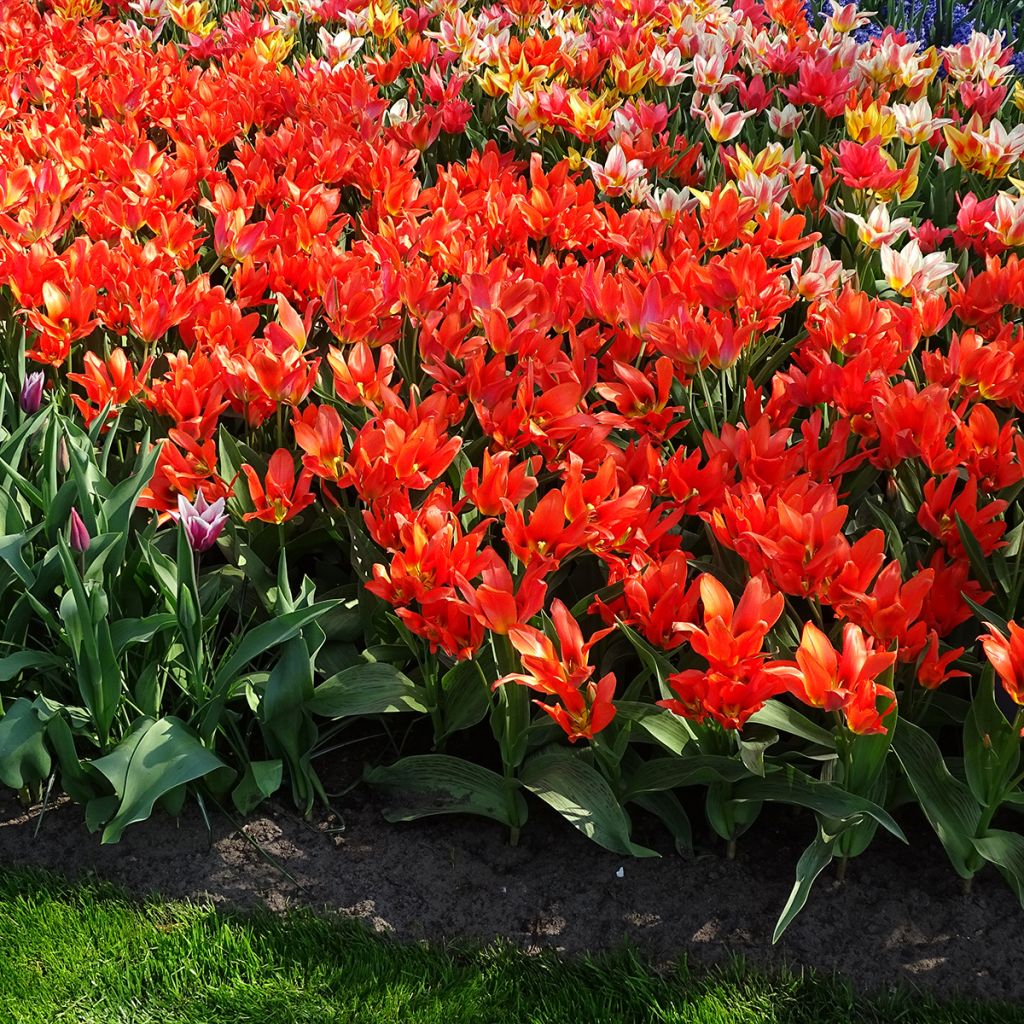 Tulipa greigii Toronto - Greigii‑tulp
