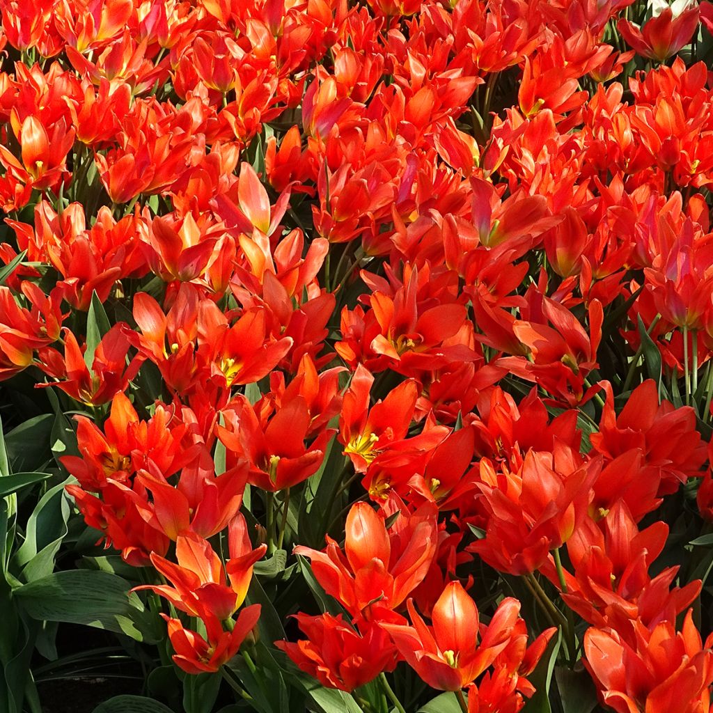 Tulipa greigii Toronto - Greigii‑tulp