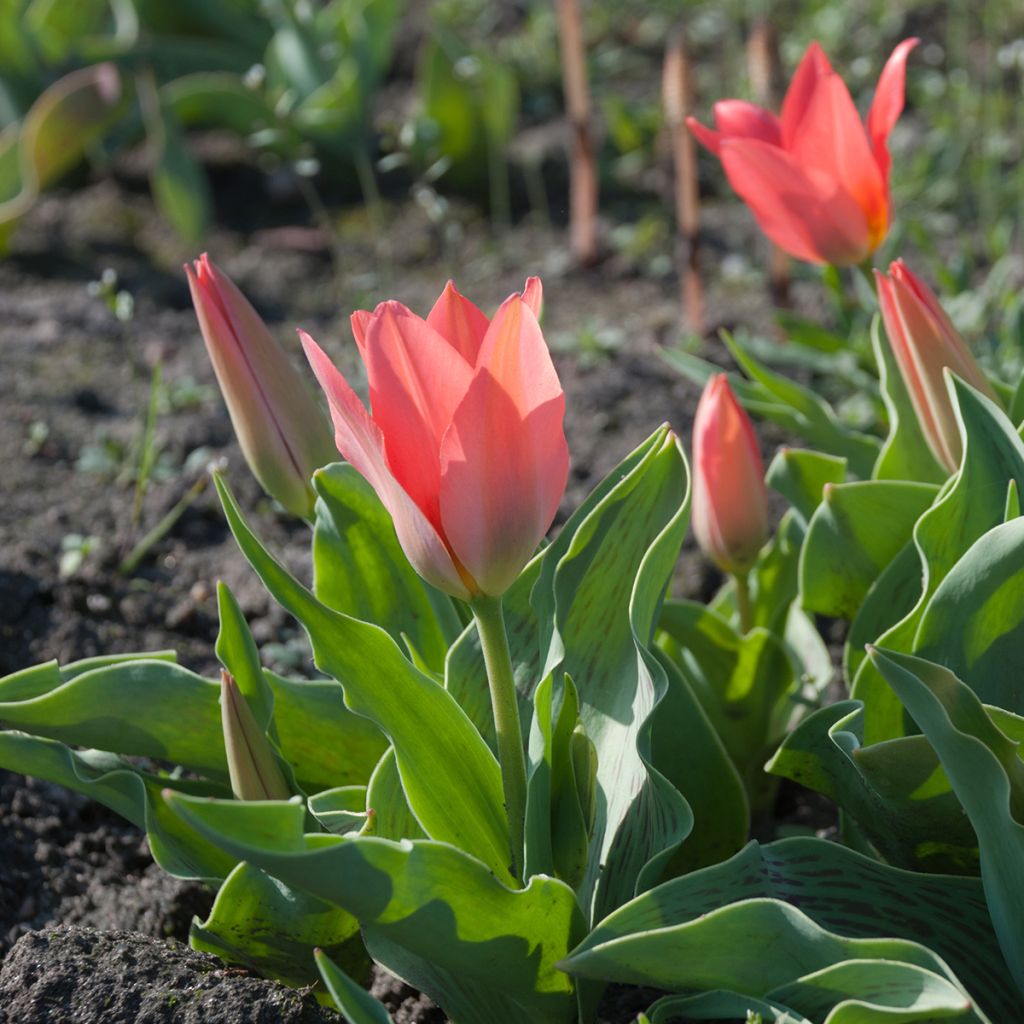 Tulipa greigii Toronto - Greigii‑tulp