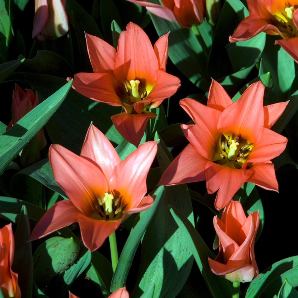 Tulipa greigii Toronto - Greigii‑tulp