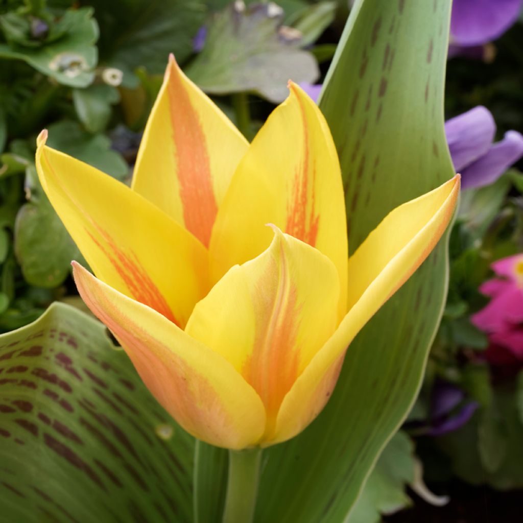 Tulipa greigii Winnipeg - Greigii‑tulp