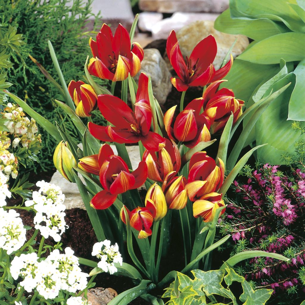 Tulipa hageri - Hager’s tulp